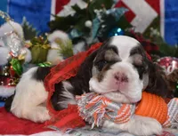 AKCchocolatetanParticockerpup, a male Cocker Spaniel for sale in Colorado Springs, CO – Photo 4 of 4