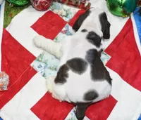 AKCchocolatetanParticockerpup, a male Cocker Spaniel for sale in Colorado Springs, CO – Photo 3 of 4