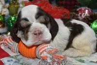 AKCchocolatetanParticockerpup, a male Cocker Spaniel for sale in Colorado Springs, CO – Photo 2 of 4
