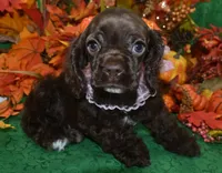 AKCLaylachocolatecockerpup, a female Cocker Spaniel for sale in Peyton, CO – 3 of 5