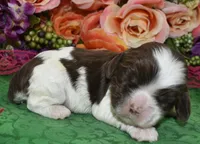 AKCchocolatetanparticockerpup, a female Cocker Spaniel for sale in Colorado Springs, CO – Photo 2 of 4