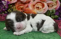 AKCchocolatetanparticockerpup, a female Cocker Spaniel for sale in Colorado Springs, CO – Photo 3 of 4