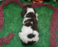 AKCchocolatetanparticockerpup, a female Cocker Spaniel for sale in Colorado Springs, CO – Photo 4 of 4