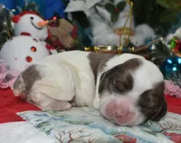 AKCchocolatesablepartimerlecockerpup, a female Cocker Spaniel for sale in Peyton, CO – 1 of 5