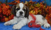AKCSablePartiMerleCockerPup, a male Cocker Spaniel for sale in Peyton, CO – 5 of 7