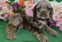 AKCDaisychocolatetanmerlecockervideo, a female Cocker Spaniel for sale in Colorado Springs, CO – 3 of 5