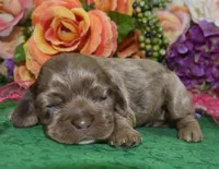AKCDaisychocolatetanmerlecockerpup, a female Cocker Spaniel for sale in Colorado Springs, CO – Photo 2 of 4