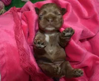AKCDaisychocolatetanmerlecockerpup, a female Cocker Spaniel for sale in Colorado Springs, CO – Photo 3 of 4