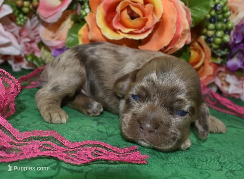 AKCDaisychocolatetanmerlecockerpup – Cocker Spaniel puppy for sale in Colorado Springs, CO
