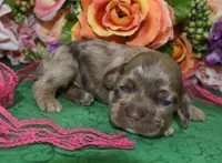 AKCDaisychocolatetanmerlecockerpup, a female Cocker Spaniel for sale in Colorado Springs, CO – Photo 1 of 4