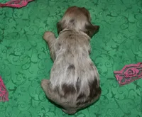 AKCDaisychocolatetanmerlecockerpup, a female Cocker Spaniel for sale in Colorado Springs, CO – Photo 4 of 4