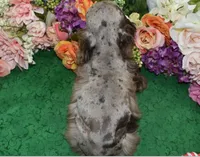 AKCDaisychocolatetanmerlecockervideo, a female Cocker Spaniel for sale in Colorado Springs, CO – 4 of 5