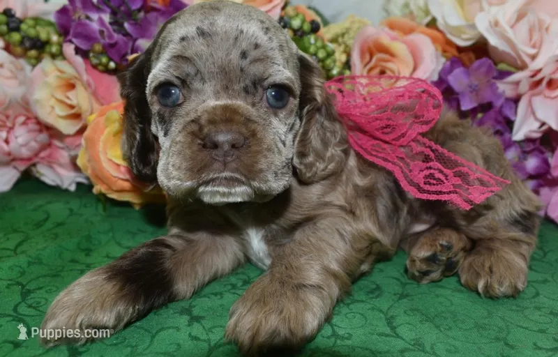 AKCDaisychocolatetanmerlecockerpup – Cocker Spaniel puppy for sale in Colorado Springs, CO