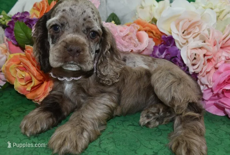 AKCDaisychocolatetanmerlecockervideo – Cocker Spaniel puppy for sale in Colorado Springs, CO