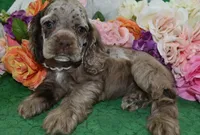 AKCDaisychocolatetanmerlecockervideo, a female Cocker Spaniel for sale in Colorado Springs, CO – 1 of 5