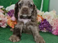 AKCDaisychocolatetanmerlecockervideo, a female Cocker Spaniel for sale in Colorado Springs, CO – 2 of 5