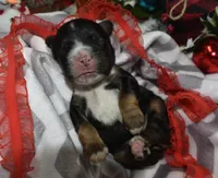 AKCblacktancockerpuppy, a male Cocker Spaniel for sale in Peyton, CO – 4 of 4