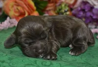 AKCLaylachocolatecockerpup, a female Cocker Spaniel for sale in Peyton, CO – 2 of 3