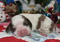 AKCsablepartimerlecockerpup, a female Cocker Spaniel for sale in Peyton, CO – 3 of 4