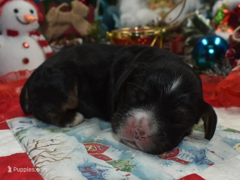 AKCblacktancockerpuppy, a male Cocker Spaniel for sale in Peyton, CO – 1 of 4