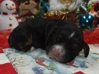 AKCblacktancockerpuppy, a male Cocker Spaniel for sale in Peyton, CO – 1 of 4