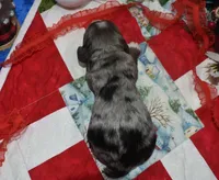 AKCbluetanmerlecockerpuppy, a male Cocker Spaniel for sale in Peyton, CO – 4 of 4