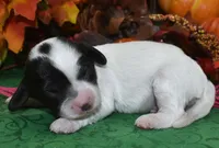 BellablackPartiDoxiepoo, a female Poodle - Toy  and Miniature Dachshund for sale in Peyton, CO – 3 of 4