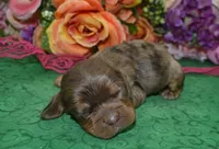 AKCBellaChocolateTanMerleCockerPup, a female Cocker Spaniel for sale in Colorado Springs, CO – Photo 2 of 3
