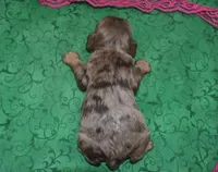 AKCBellaChocolateTanMerleCockerPup, a female Cocker Spaniel for sale in Colorado Springs, CO – Photo 3 of 3