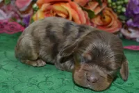 AKCBellaChocolateTanMerleCockerPup, a female Cocker Spaniel for sale in Colorado Springs, CO – Photo 1 of 3