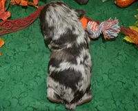 AKCtweedchocolatetanmerleblueeyescockerpup, a male Cocker Spaniel for sale in Peyton, CO – 3 of 3