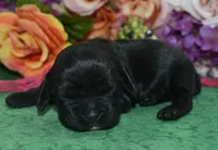 AKCAspenBlackCockerPup, a female Cocker Spaniel for sale in Peyton, CO – 3 of 4