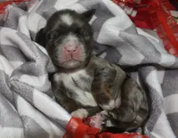 AKCbluetanmerlecockerpuppy, a male Cocker Spaniel for sale in Peyton, CO – 3 of 4
