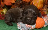 AKCBowiechocolatecockerpuppy, a male Cocker Spaniel for sale in Peyton, CO – 2 of 3