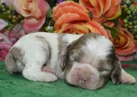 AKCLunachocolatetanmerlecockerpuppy, a female Cocker Spaniel for sale in Colorado Springs, CO – Photo 2 of 3