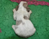 AKCLunachocolatetanmerlecockerpuppy, a female Cocker Spaniel for sale in Colorado Springs, CO – Photo 3 of 3