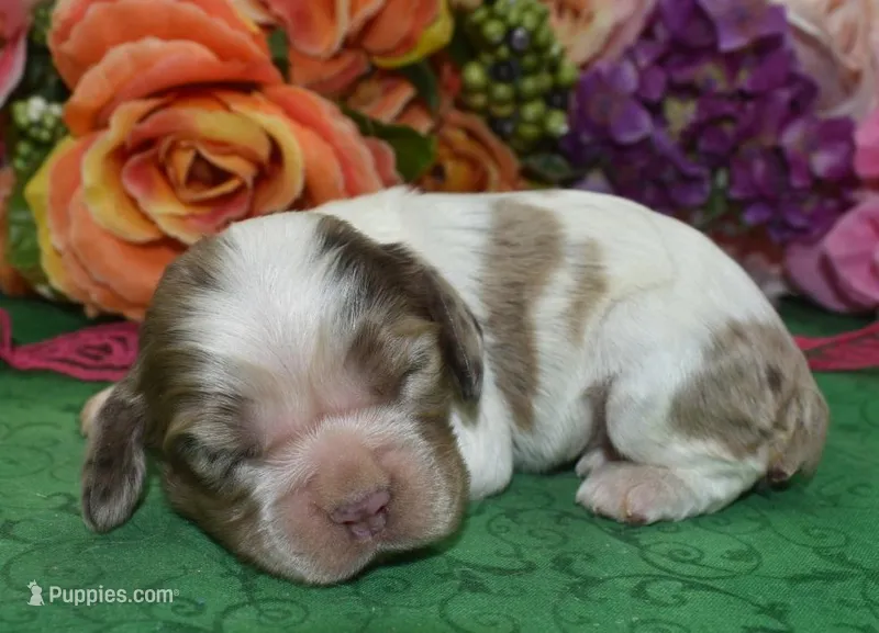 AKCLunachocolatetanmerlecockerpuppy – Cocker Spaniel puppy for sale in Colorado Springs, CO