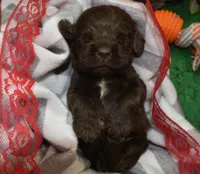 AKCBowiechocolatecockerpuppy, a male Cocker Spaniel for sale in Peyton, CO – 3 of 3