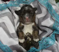AKCbluetanmerlecockerpuppy, a male Cocker Spaniel for sale in Peyton, CO – 3 of 4