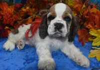 AKCSablePartiMerleCockerPup, a male Cocker Spaniel for sale in Peyton, CO – 4 of 7