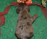 AKCKodachocolatesablemerlecockerpup, a male Cocker Spaniel for sale in Peyton, CO – 4 of 4
