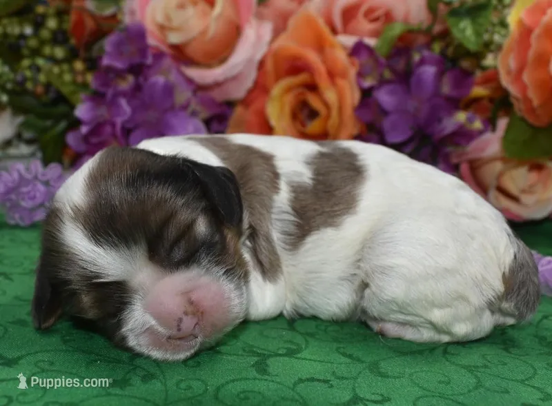 AKCchocsableroancockerpup, a female Cocker Spaniel for sale in Colorado Springs, CO – Photo 1 of 3