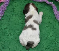 AKCchocsableroancockerpup, a female Cocker Spaniel for sale in Colorado Springs, CO – Photo 3 of 3
