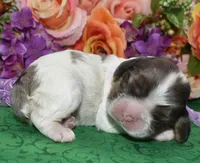AKCchocsableroancockerpup, a female Cocker Spaniel for sale in Colorado Springs, CO – Photo 2 of 3
