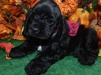 AKCAspenBlackCockerPup, a female Cocker Spaniel for sale in Peyton, CO – 3 of 4