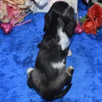 SabrinaTweedsabledapple, a female Cocker Spaniel and Miniature Dachshund for sale in Colorado Springs, CO – Photo 4 of 4
