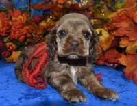 AKCKodachocolatesablemerlecockerpup, a male Cocker Spaniel for sale in Peyton, CO – 2 of 4