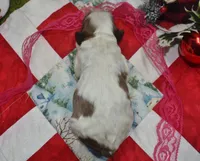 AKCsablepartimerlecockerpup, a female Cocker Spaniel for sale in Peyton, CO – 4 of 4