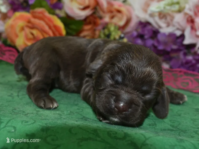 AKCSugarChocolateCockerPup – Cocker Spaniel puppy for sale in Peyton, CO