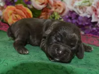 AKCSugarChocolateCockerPup, a female Cocker Spaniel for sale in Peyton, CO – 1 of 3